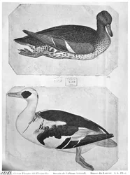 Enten, aus dem Vallardi-Album